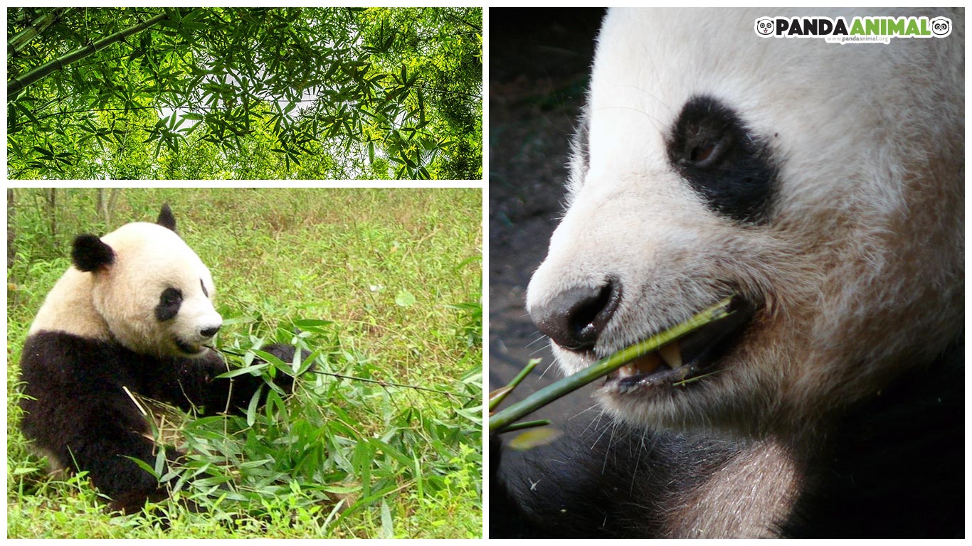 Bambú comida para los pandas
